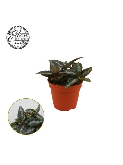 Pilea spruceana 'Silver Tree' V10cm