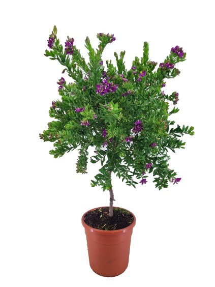 Polygala myrtifolia V120cm