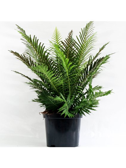Blechnum gibbum 'Silver Lady' V70cm