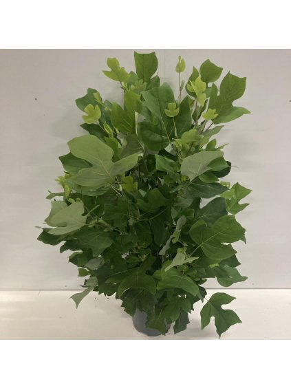 Liriodendron tulipifera V135cm