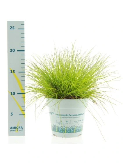 Calamagrostis x acutiflora 'Overdam' V75cm