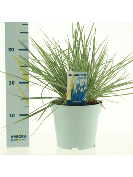 Sesleria nitida V40cm