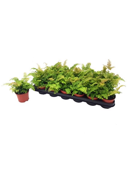 Adiantum hispidulum ‘Bronze Venus’ V20cm