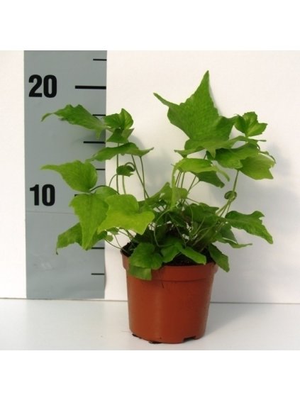 Cyrtomium falcatum V20cm