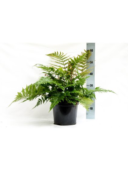 Dryopteris erythrosora V45cm