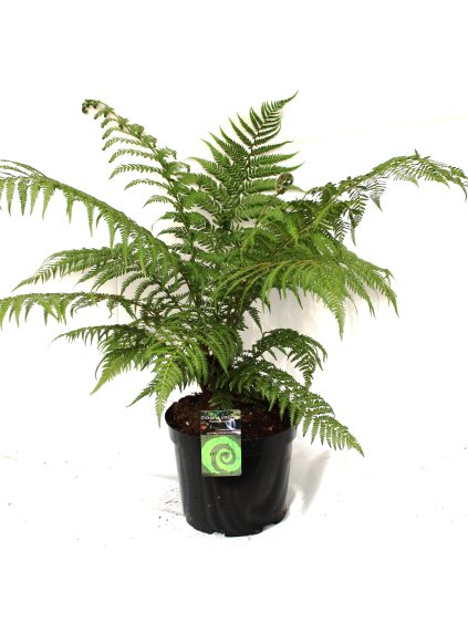 Dicksonia antarctica V70cm