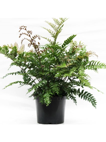 Didymochlaena truncatula V60cm