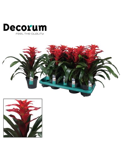 Guzmania 'Optima' V40cm