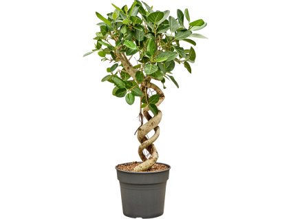 Ficus benghalensis 'Audrey' R34cm V130cm