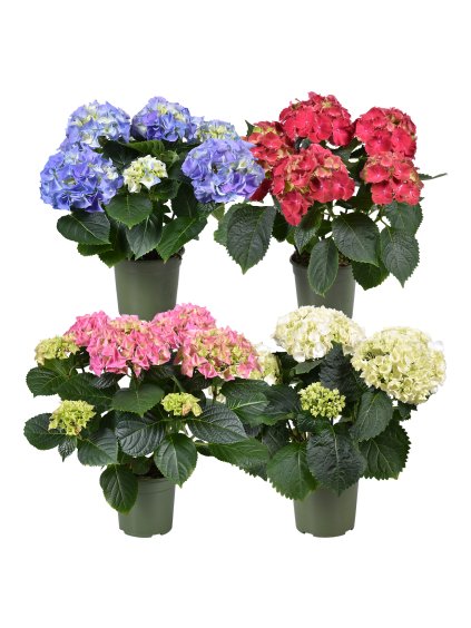 Hydrangea macrophylla mix V35cm