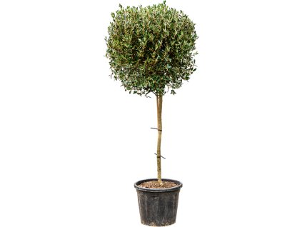 Phillyrea angustifolia V180cm