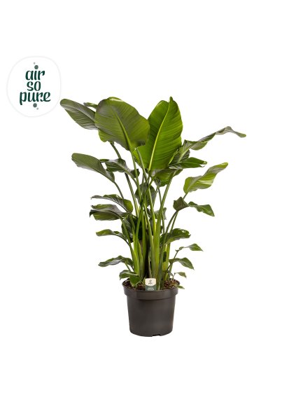 Strelitzia nicolai V160cm