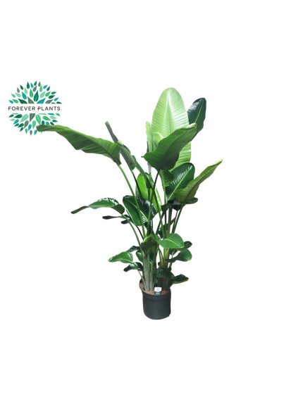 Strelitzia nicolai V210cm