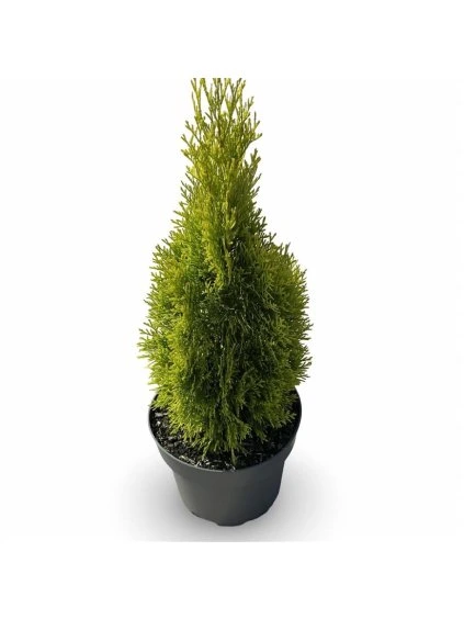 Thuja occidentalis 'Golden Smaragd' V50cm