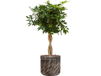 Schefflera 'Compacta' in Baq Luxe Lite Universe Wave R22cm V135cm