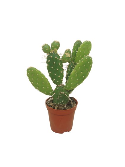 Opuntia quitensis V8cm