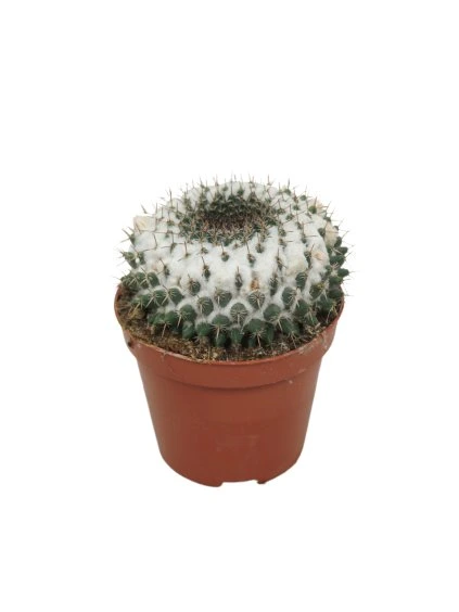 Mammillaria formosa V12cm