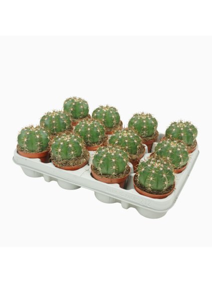 Melocactus matanzanus V12cm