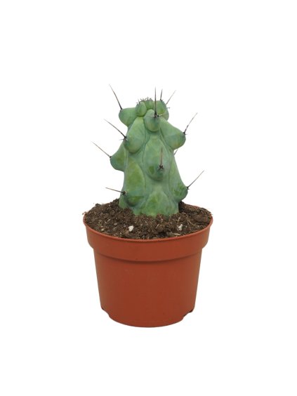 Myrtillocactus geometrizans 'Boobie' V12cm