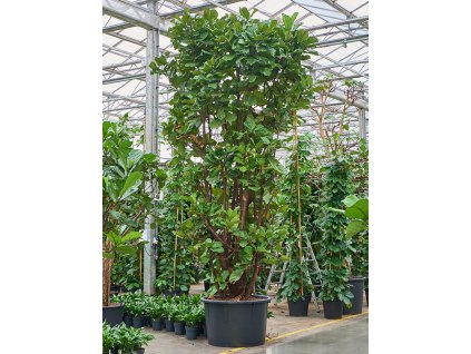 Ficus lyrata V550cm
