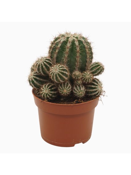 Echinopsis haku-jo maru V15cm