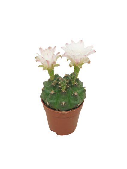 Gymnocalycium damsii V8cm