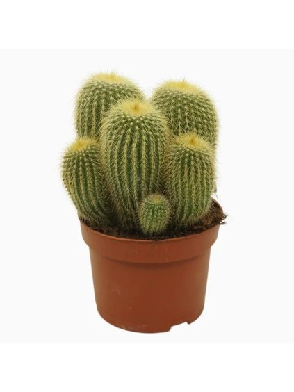 Parodia leninghausii V15cm