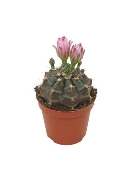 Gymnocalycium mihanovichii V12cm