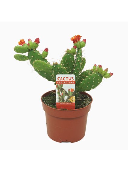 Opuntia quitensis V25cm