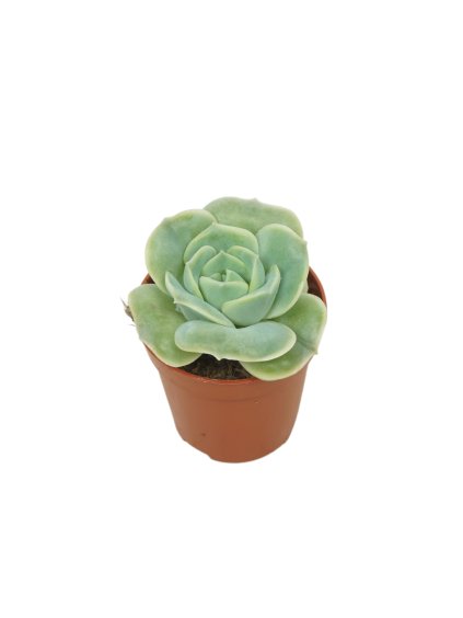 Echeveria 'Lovely Rose' V8cm