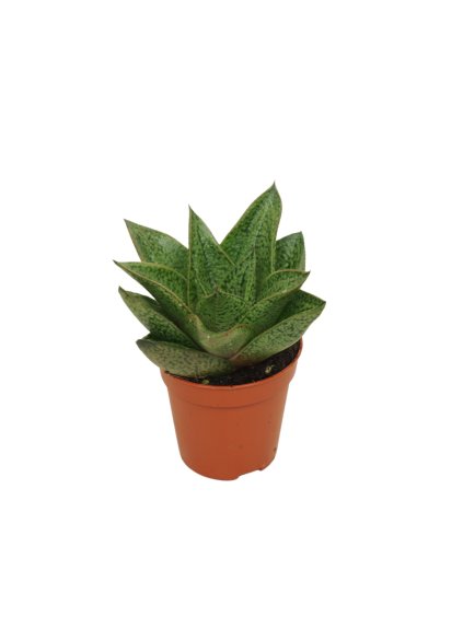 Gasteria 'D Tiga' V8cm