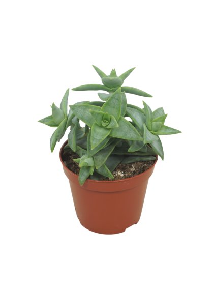 Crassula perforata V15cm