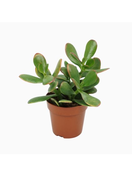 Crassula ovata 'Sunset' V10cm