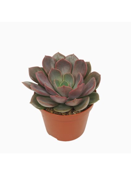 Echeveria mina V10cm