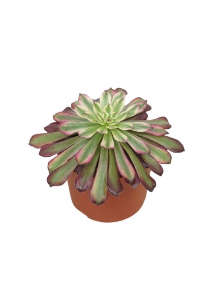 Aeonium 'Sunrise' V15cm
