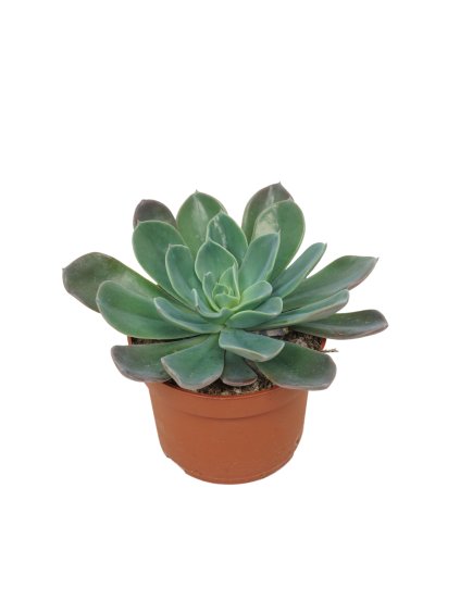 Echeveria ‘Blue Prince’ V14cm