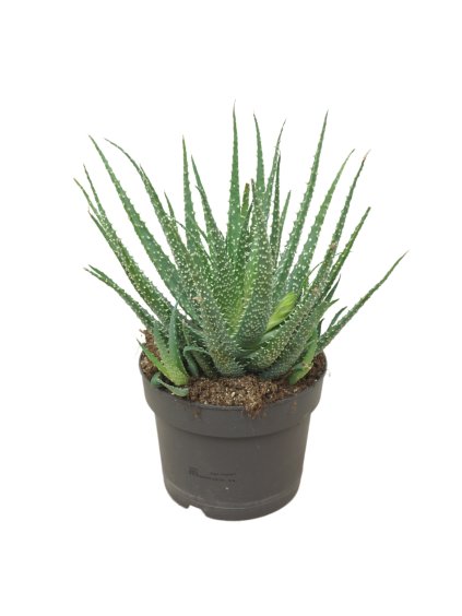Aloe humilis V25cm