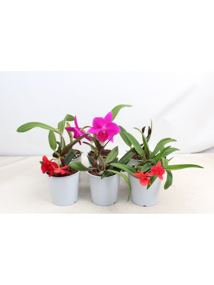 Cattleya mix V25cm