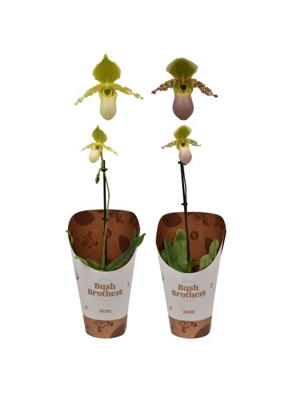 Paphiopedilum V30cm