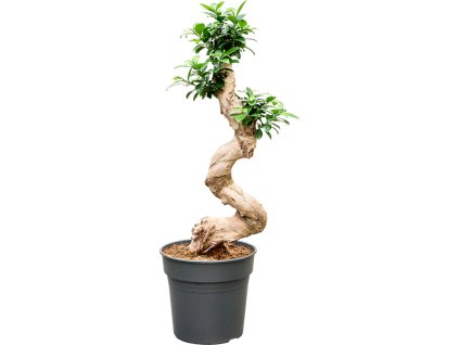 Ficus microcarpa 'Compacta' V85cm