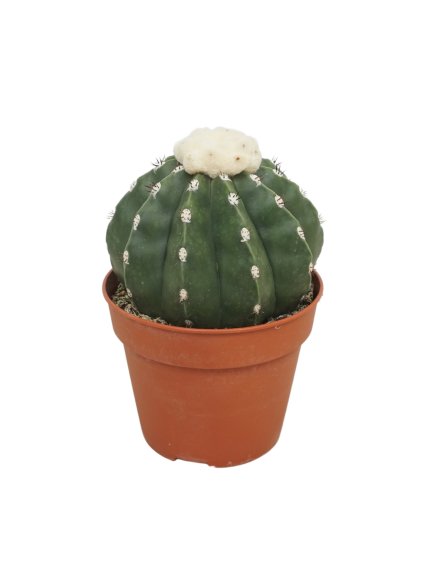 Melocactus maxonii inermis V18cm