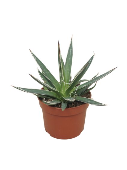 Agave filifera V15cm