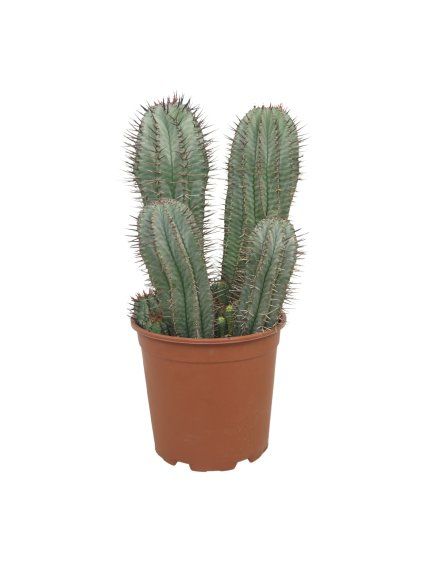 Euphorbia horrida V45cm