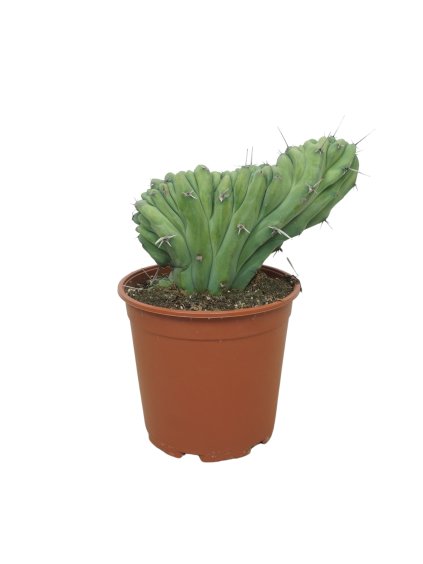 Myrtillocactus geometrizans cristaat V35cm