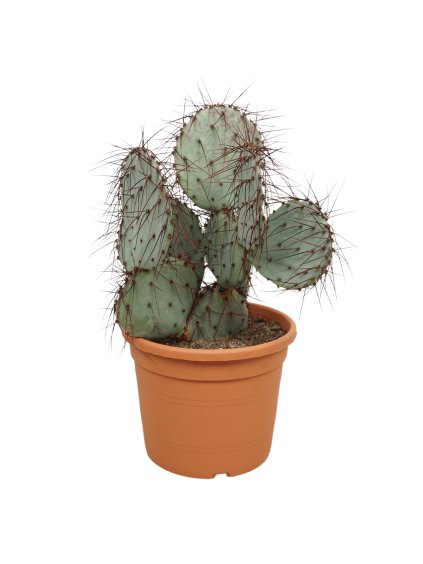 Opuntia violacea V50cm