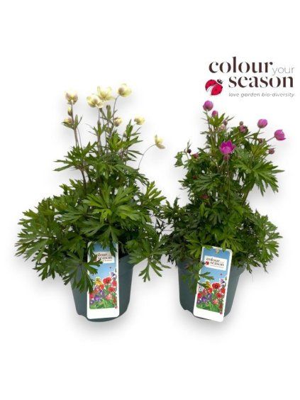 Anemone lesseri 'Spring Beauty' mix V40cm