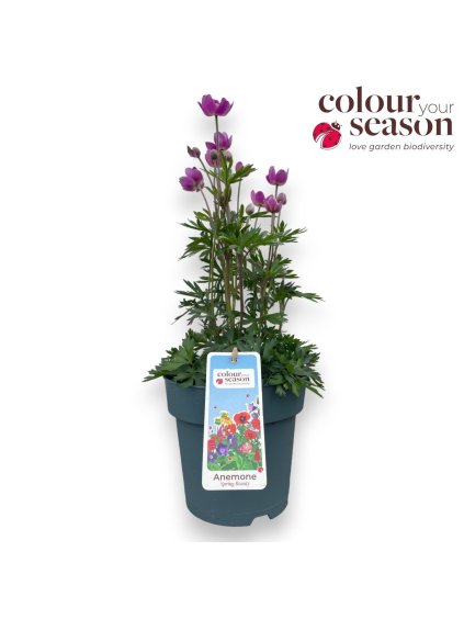 Anemone lesseri 'Spring Beauty' V40cm