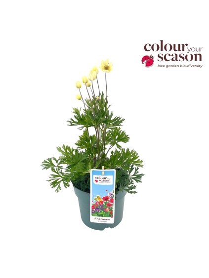 Anemone lesseri 'Spring Beauty' V40cm