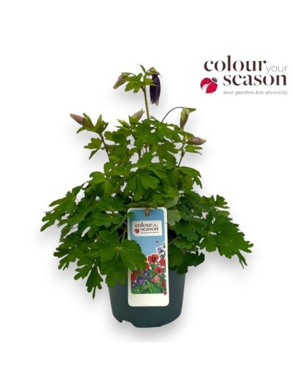 Aquilegia caerulea 'Spring Magic' V40cm