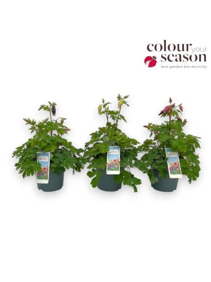 Aquilegia caerulea 'Spring Magic' V40cm